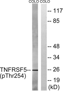 CD40 (phospho-Thr254) antibody