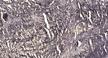 MPP1 rabbit pAb