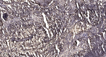 MPP1 antibody