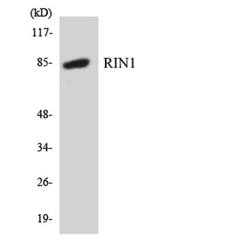 RIN1 rabbit pAb