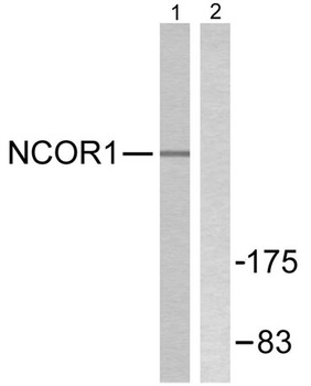 N-CoR rabbit pAb