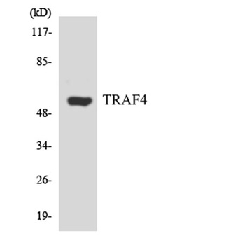 TRAF4 rabbit pAb