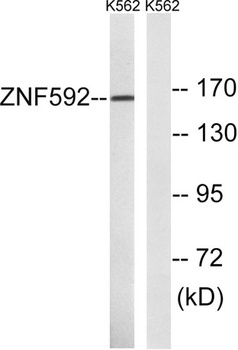 ZNF592 antibody