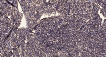 Fish rabbit pAb Antibody