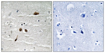 MDC1 (phospho Ser513) rabbit pAb