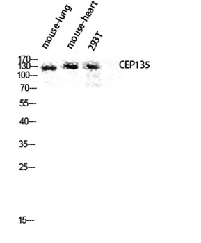 CEP135 antibody