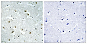 CEP135 rabbit pAb