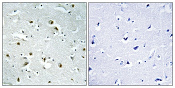 CEP135 antibody