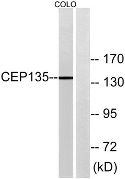 CEP135 antibody