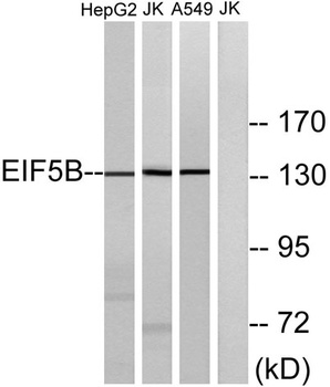 eIF5B rabbit pAb
