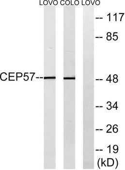 CEP57 rabbit pAb