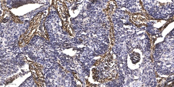Centriolin rabbit pAb