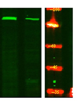 ACAP1 (phospho Ser554) rabbit pAb
