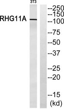 ARHGAP11A rabbit pAb