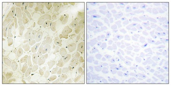 p164-RhoGEF antibody