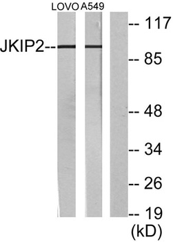 Jamip2 antibody