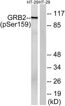 Gab 2 (phospho-Ser159) antibody