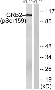 Gab 2 (phospho Ser159) rabbit pAb