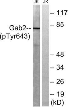 Gab 2 (phospho-Tyr643) antibody