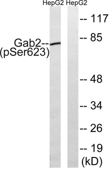 Gab 2 (phospho Ser623) rabbit pAb