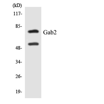 Gab 2 rabbit pAb