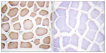 Cdc5L rabbit pAb