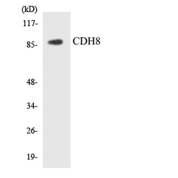 Cdc5L rabbit pAb