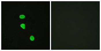 TBC1D4 (phospho-Thr642) antibody