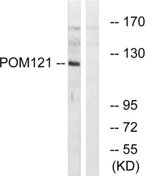 POM121 rabbit pAb