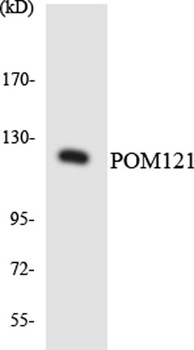 POM121 rabbit pAb