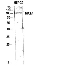 NICE4 antibody