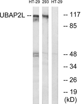 NICE4 rabbit pAb