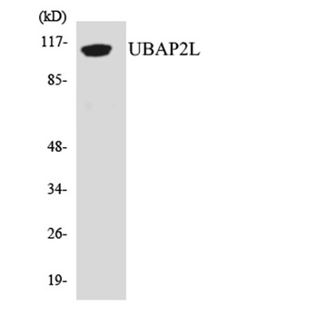 NICE4 antibody