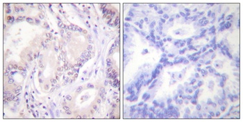 Cdc6 (phospho Ser54) rabbit pAb