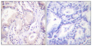 Cdc6 (phospho-Ser54) antibody