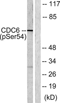 Cdc6 (phospho Ser54) rabbit pAb