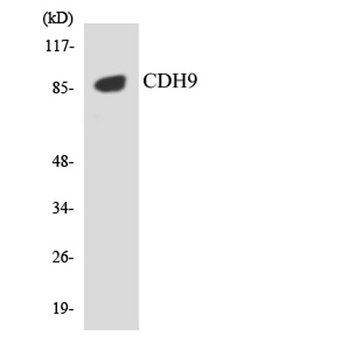 Cdc6 rabbit pAb