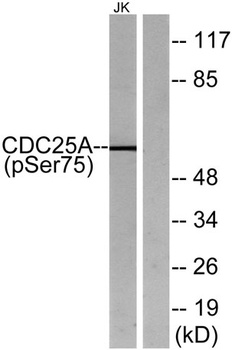 Cdc25A (phospho Ser75) rabbit pAb