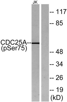 Cdc25A (phospho-Ser75) antibody