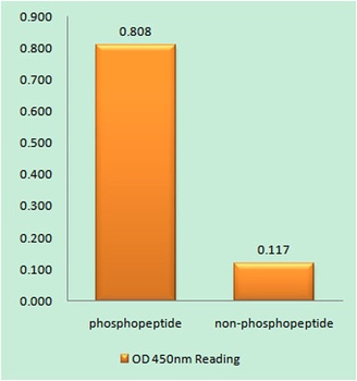 Cdc25A (phospho Ser124) rabbit pAb