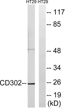 DCL-1 rabbit pAb