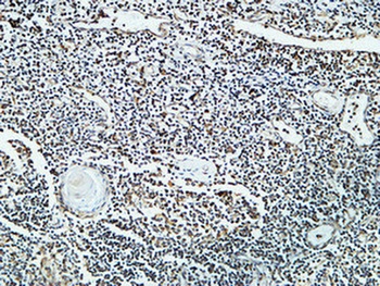 Cdc25B rabbit pAb