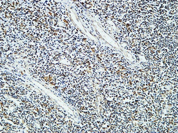 Cdc25B rabbit pAb