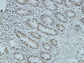 Cdc25B rabbit pAb