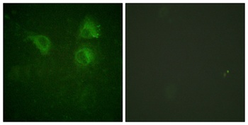 Cdc25B rabbit pAb