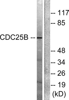 Cdc25B rabbit pAb