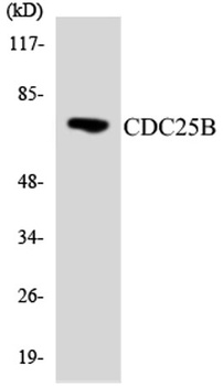 Cdc25B rabbit pAb
