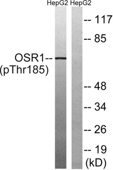 OSR1 (phospho Thr185) rabbit pAb