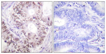Cdc25C (phospho Thr48) rabbit pAb