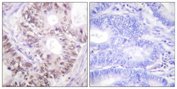 Cdc25C (phospho-Thr48) antibody